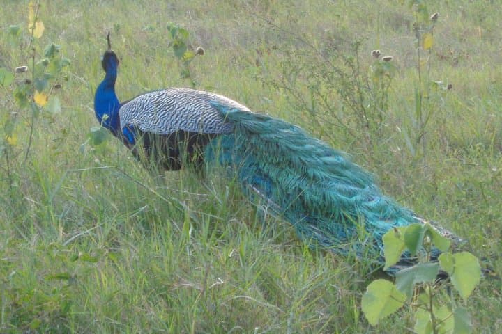 Chasing Giants: Minneriya National Park Private Jeep Safari from Habarana photo 3