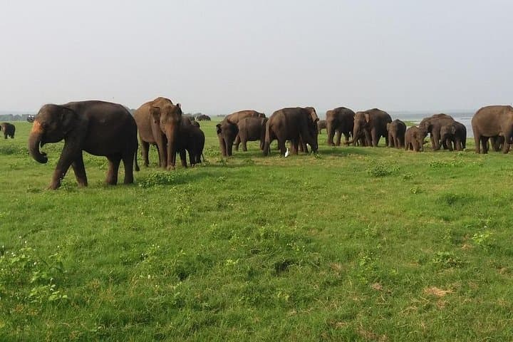 Kaudulla National Park Private Safari from Sigiriya — See the Elephant Gathering by Jeep photo 4