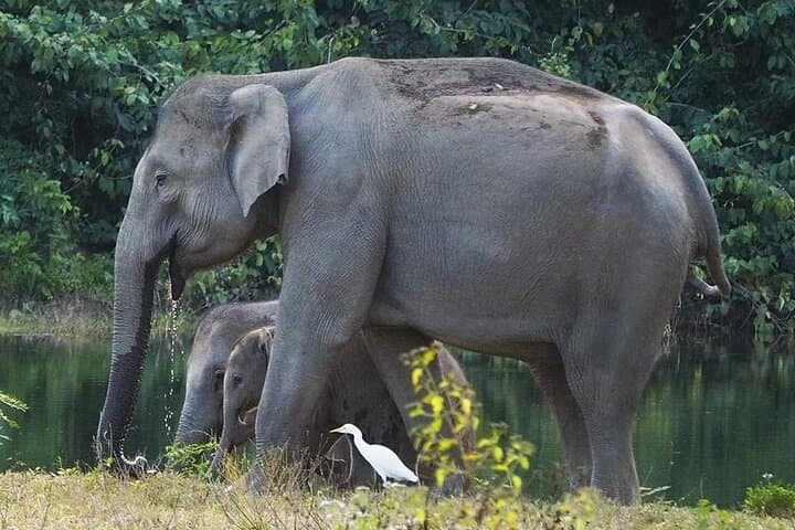 Kuiburi National Park Wild Elephant Safari: Private Afternoon Tour from Hua Hin