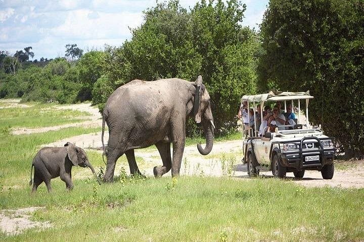 Chobe River Safari: Boat Cruise and Game Drive Day Trip from Livingstone photo 3