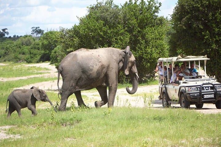 Chobe Day Trip from Livingstone: Full-Day Chobe National Park Safari & River Cruise photo 6
