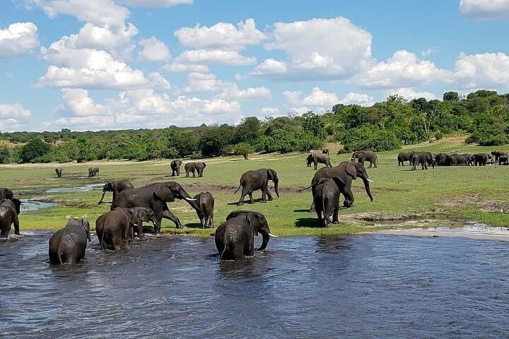 Chobe River Safari: 3-Hour Boat Cruise from Kasane photo 5