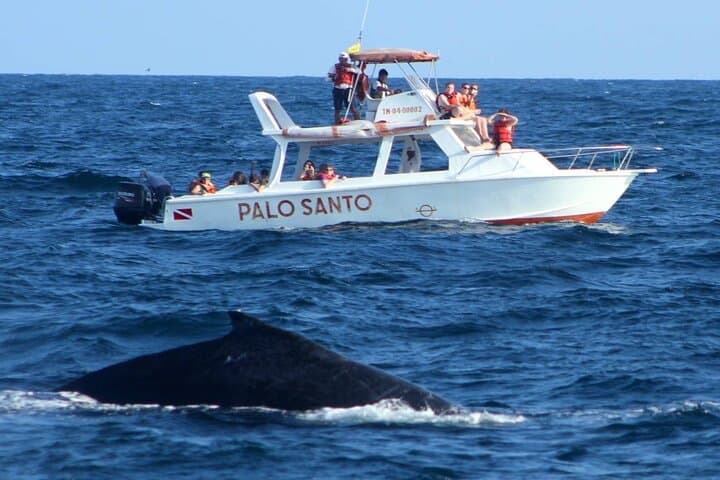 Full-Day Humpback Whale Watching in Samaná with Cayo Levantado & El Limón Waterfall photo 3