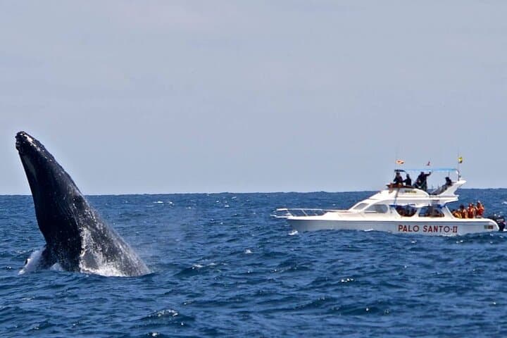 Full-Day Humpback Whale Watching in Samaná with Cayo Levantado & El Limón Waterfall