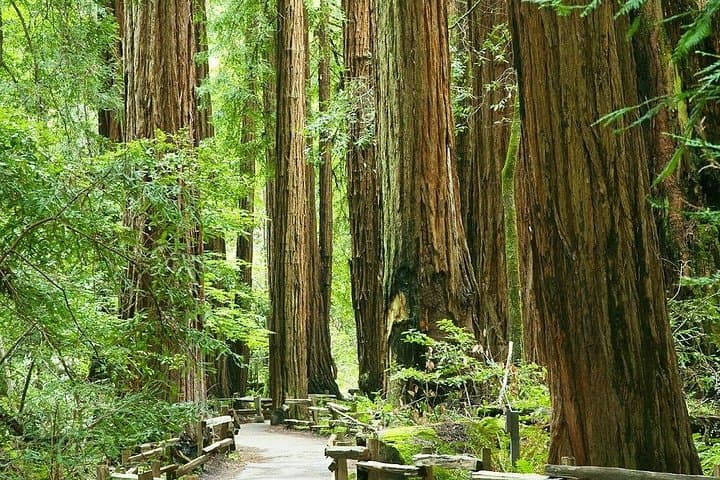 Alcatraz, Muir Woods & Sausalito Express Day Trip (Brunch Credit Included) photo 4