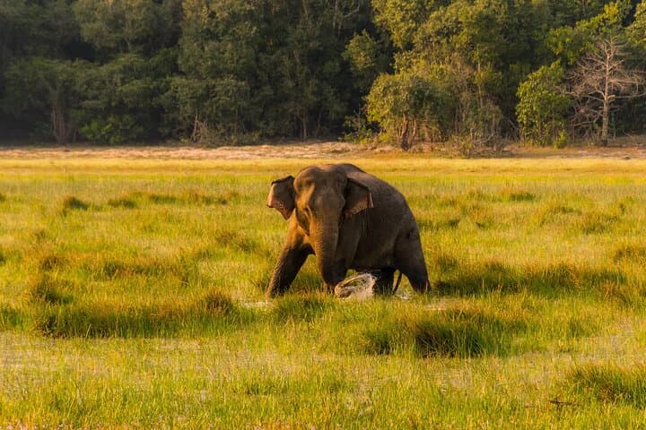 Sigiriya, Dambulla & Elephant Safari: Day Tour from Kandy photo 6