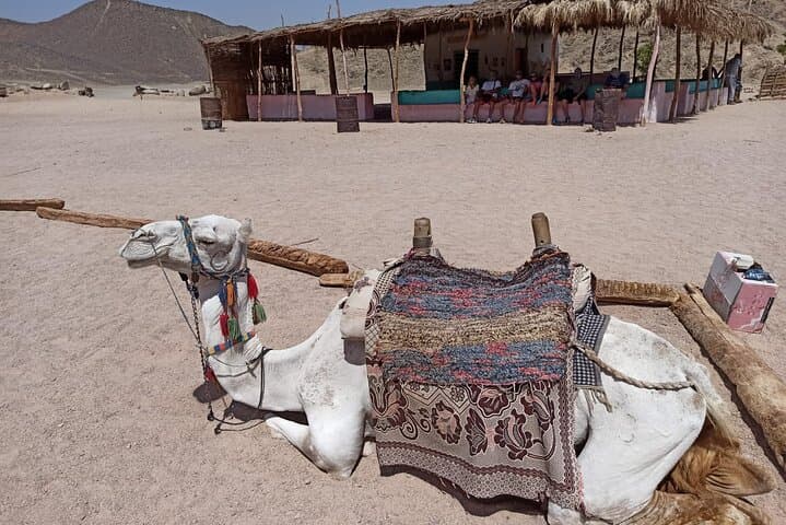 Hurghada Full-Day Desert Safari: ATV, Camel Ride & Bedouin Dinner