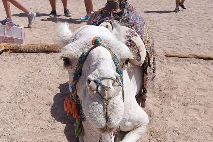Hurghada Full-Day Desert Safari: ATV, Camel Ride & Bedouin Dinner photo 4