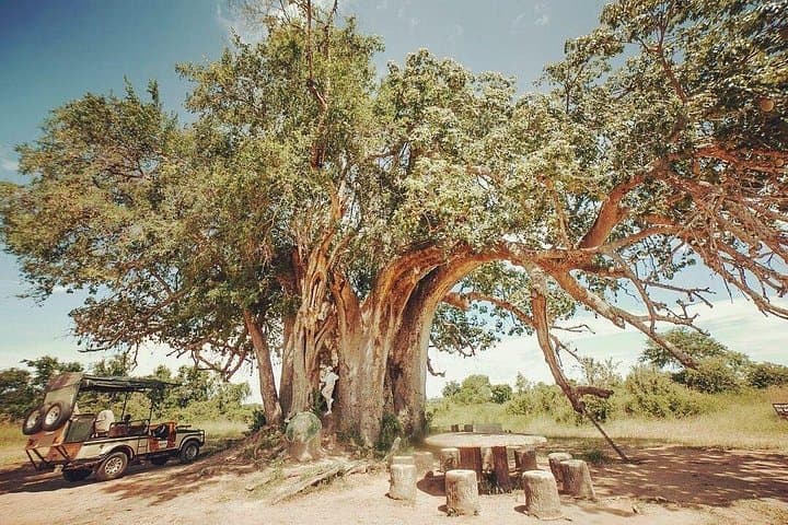 Mikumi National Park 3-Day Safari: Weekend Wildlife from Dar es Salaam photo 2