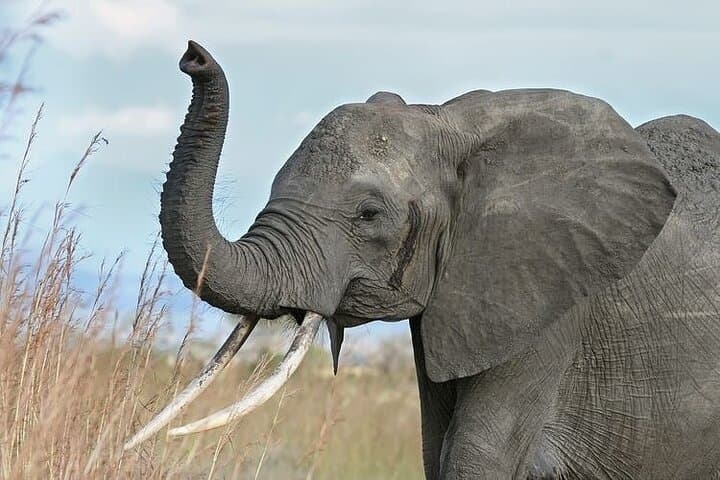 Mikumi National Park 3-Day Safari: Weekend Wildlife from Dar es Salaam photo 3