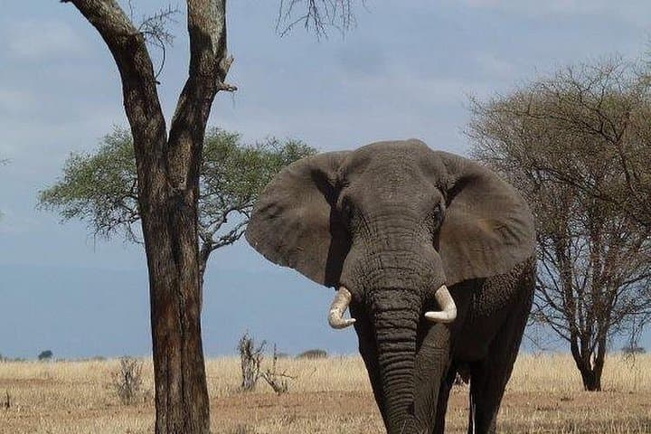 Mikumi National Park 3-Day Safari: Weekend Wildlife from Dar es Salaam photo 4