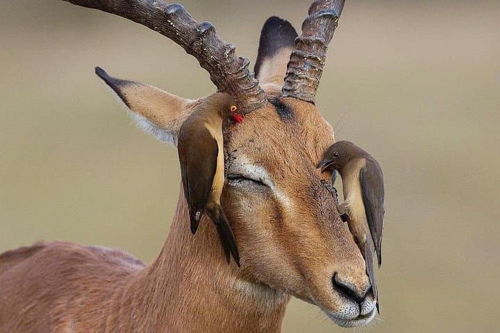 Mikumi National Park 3-Day Safari: Weekend Wildlife from Dar es Salaam photo 1