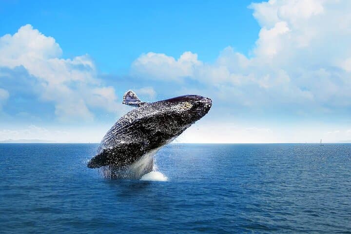 Full-Day Humpback Whale Watching, Cayo Levantado & El Limón Waterfall from Uvero Alto