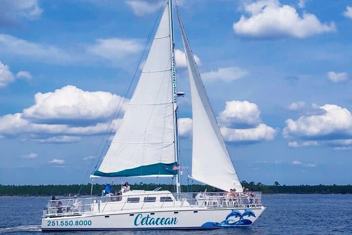 Orange Beach Dolphin Sailing Cruise on a 52-Foot Catamaran photo 6