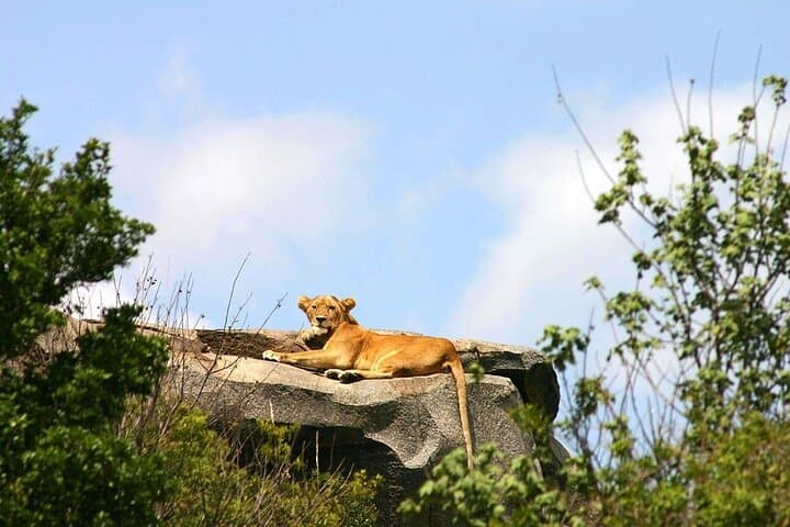 Tarangire Day Safari from Arusha: Full-Day Wildlife Drive with Pickup photo 4