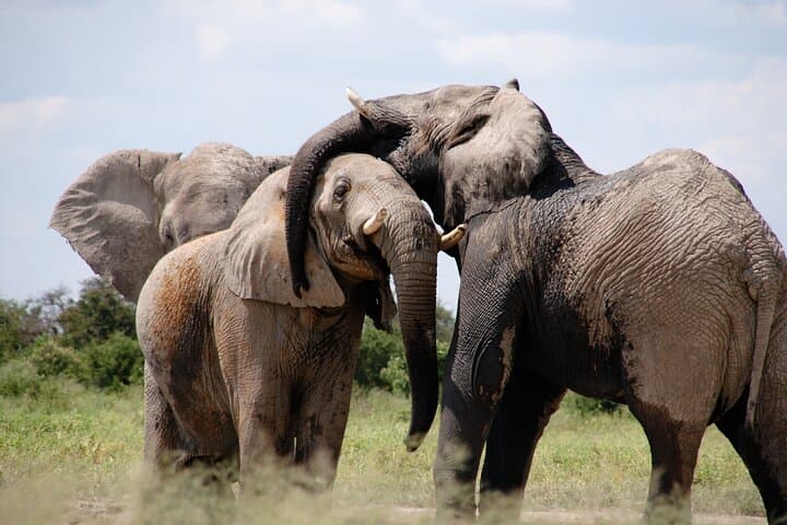 Tarangire Day Safari from Arusha: Full-Day Wildlife Drive with Pickup photo 3