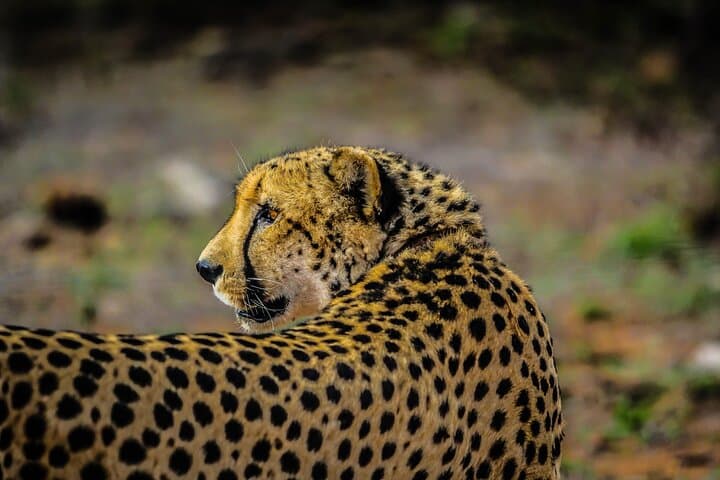Tarangire Day Safari from Arusha: Full-Day Wildlife Drive with Pickup photo 5