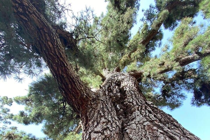 Teide National Park Small-Group Tour: Volcanic Landscapes & Pine Forests photo 5