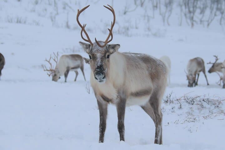 Arctic Fjords & Sami Reindeer Experience — Day Tour from Tromsø photo 4