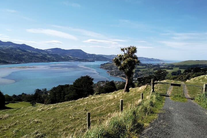 Dunedin City & Otago Peninsula Wildlife Day Tour — Larnach Castle, Sandfly Bay & Allans Beach photo 6