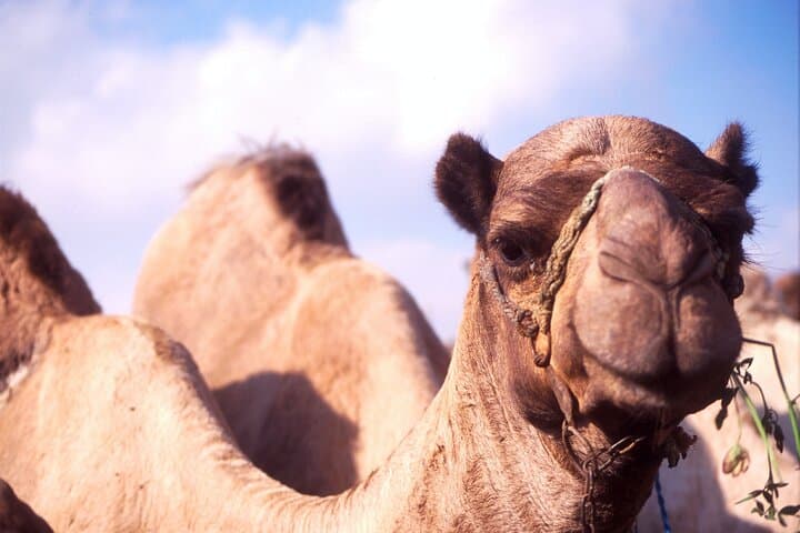 Private Full-Day Al Ain Tour from Dubai — Oasis, Forts & Jebel Hafeet photo 6