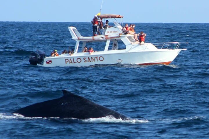 Samaná Whale Watching and Cayo Levantado Day Cruise photo 2