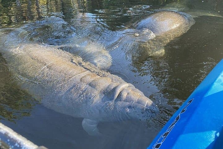 Manatee Kayak Encounter in Crystal River — Paddle with Wild Manatees