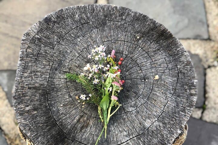 Forest Bathing at Blue Mountain Reservation: Guided Shinrin-yoku in Peekskill photo 2