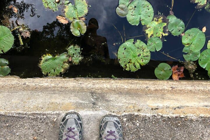 Forest Bathing at Blue Mountain Reservation: Guided Shinrin-yoku in Peekskill photo 4