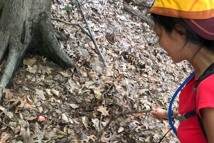 Forest Bathing at Blue Mountain Reservation: Guided Shinrin-yoku in Peekskill photo 5
