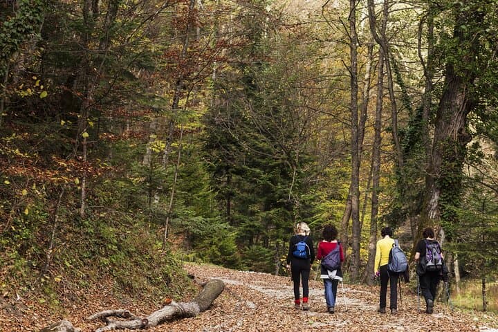 Forest Bathing at Blue Mountain Reservation: Guided Shinrin-yoku in Peekskill