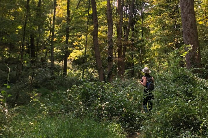 Forest Bathing at Blue Mountain Reservation: Guided Shinrin-yoku in Peekskill photo 6