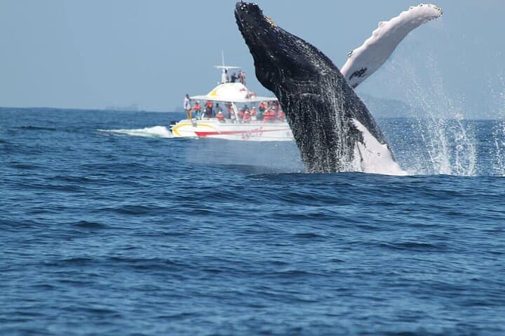 Whale Watching, Cayo Levantado Beach & El Limón Waterfall — Full-Day Samana Adventure photo 6