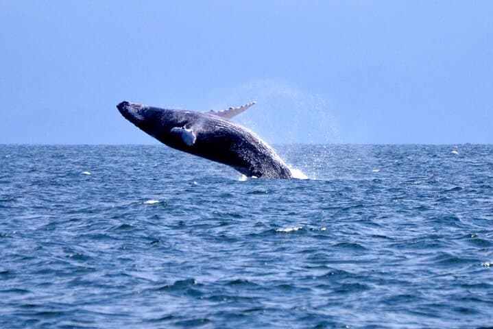 Whale Watching, Cayo Levantado Beach & El Limón Waterfall — Full-Day Samana Adventure