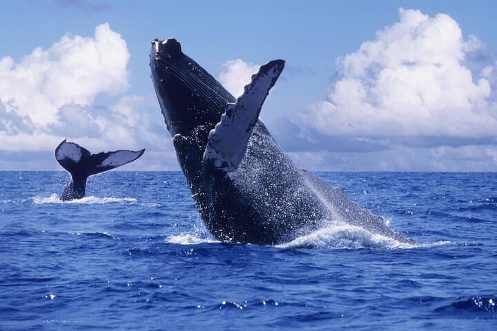 Whale Watching, Cayo Levantado Beach & El Limón Waterfall — Full-Day Samana Adventure photo 2