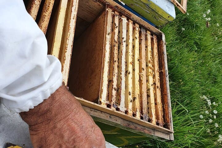Private Apiary Tour from Bucharest: Bees Adventure in Romania photo 2