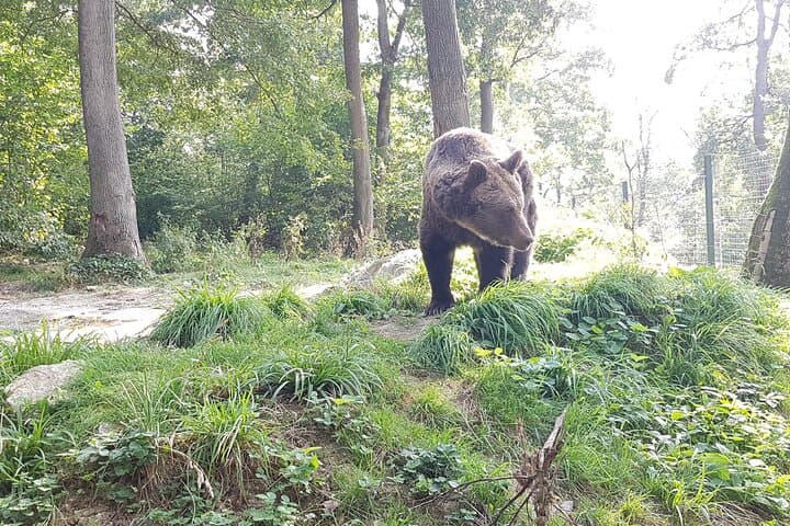 Bears Sanctuary, Dracula Castle & Brasov Day Trip from Bucharest photo 5