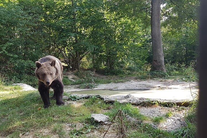 Bears Sanctuary, Dracula Castle & Brasov Day Trip from Bucharest photo 6