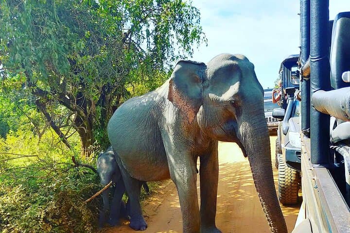 Sinharaja and Udawalawe: Two-Day Rainforest Trek and Morning Safari photo 3