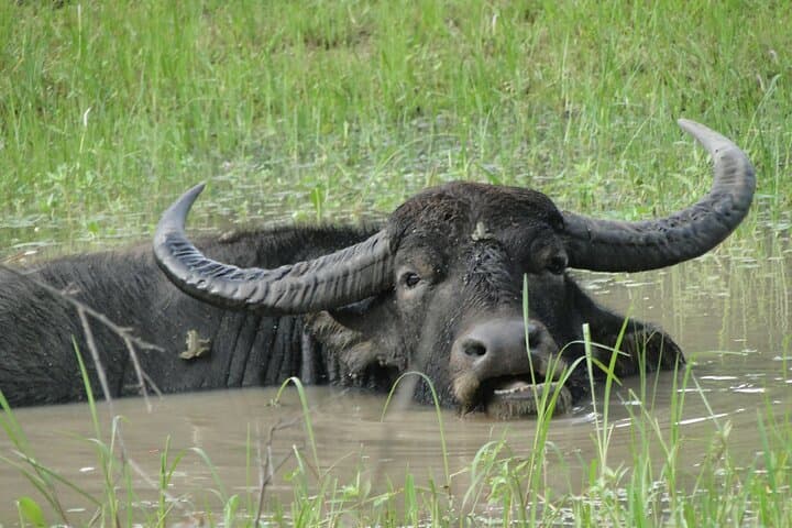 Sinharaja and Udawalawe: Two-Day Rainforest Trek and Morning Safari photo 4