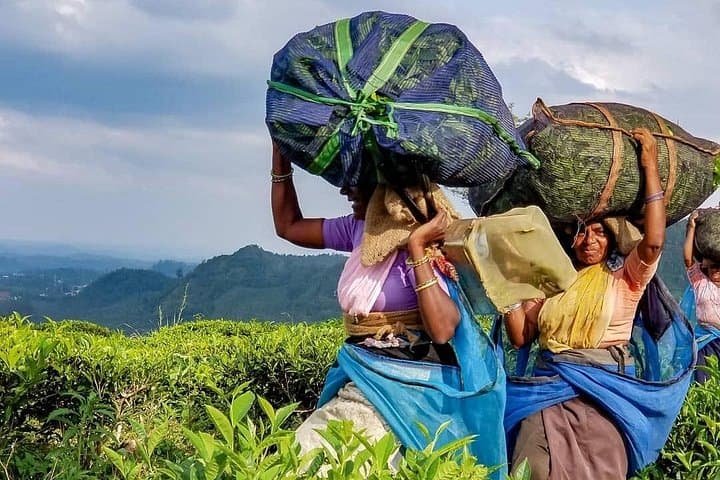 Tea Fields & Factory Tour in Hatton: From Pluck to Pot in Ceylon's Highlands photo 6