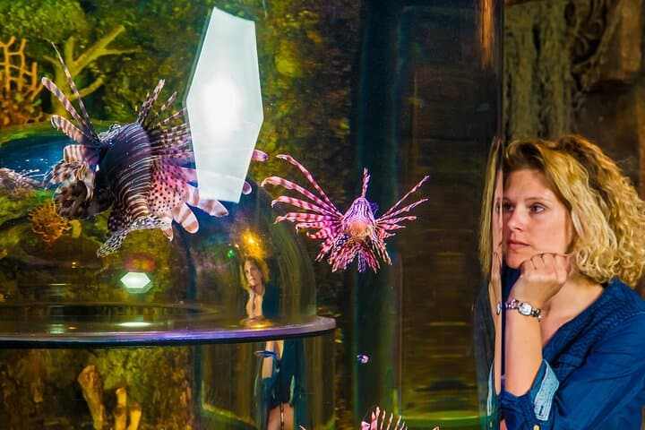SEA LIFE Timmendorfer Strand: Explore Baltic Seas & Tropical Tanks photo 4