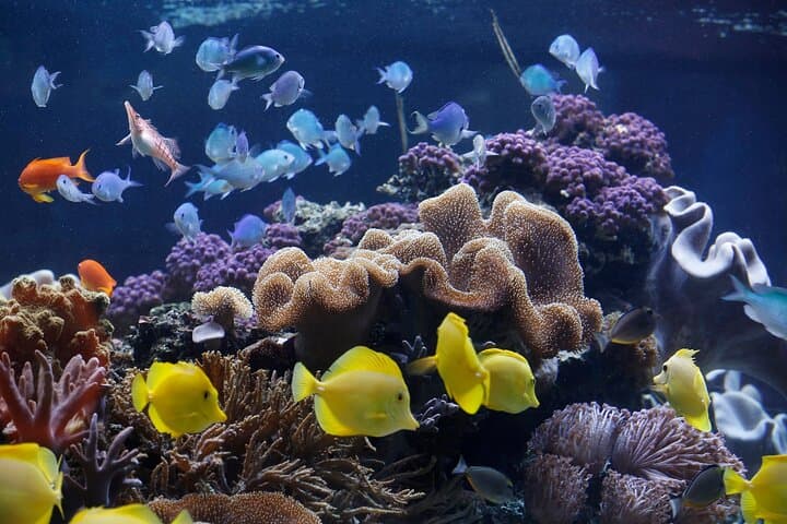 SEA LIFE Speyer — Underwater Walkthrough & Practical Visitor Guide photo 3