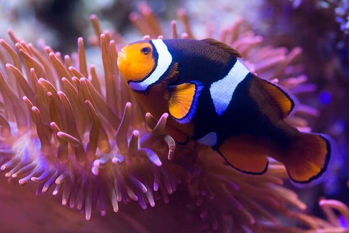 SEA LIFE Speyer — Underwater Walkthrough & Practical Visitor Guide photo 6