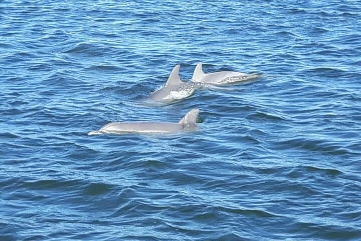 Orange Beach Dolphin Eco Boat Tour — 90-Minute Gulf Dolphin Cruise photo 3