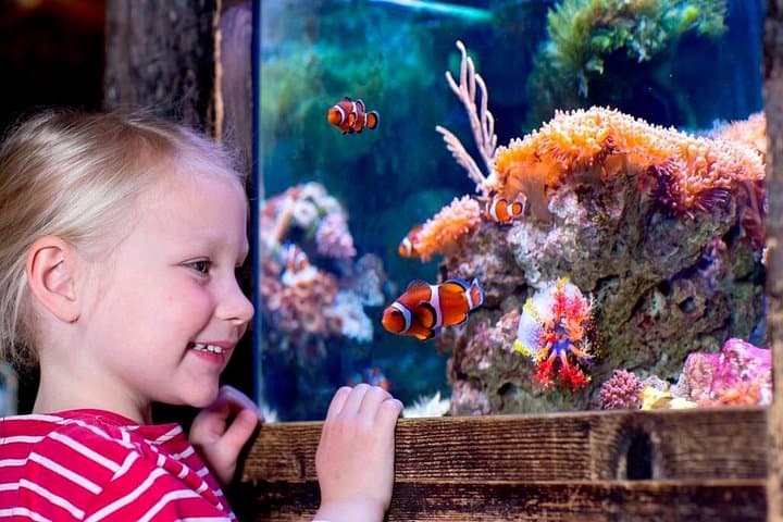 Sea Life Oberhausen Aquarium Admission — Explore Germany's Largest Shark Nursery photo 4
