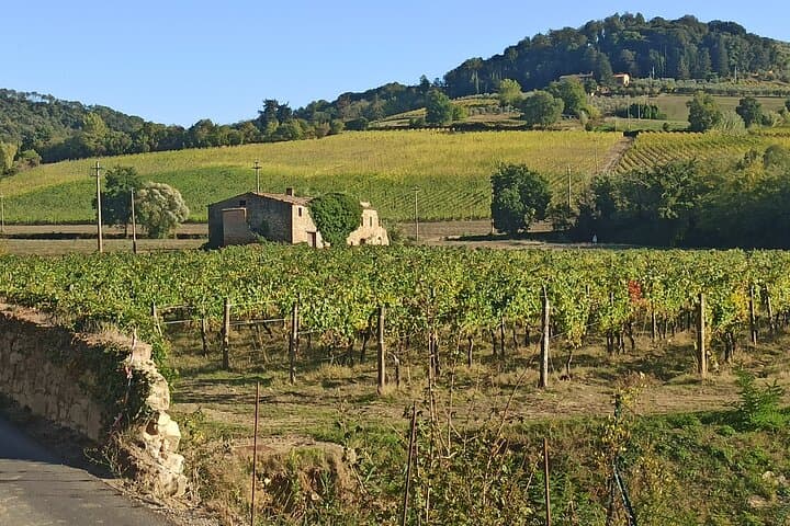 Private Chianti Afternoon: Two-Winery Tour Along Via Chiantigiana