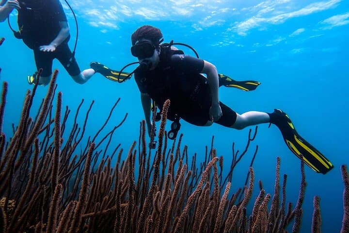 Half-Day Shore Diving Adventure in Curaçao — 2 Dives from Willemstad photo 2