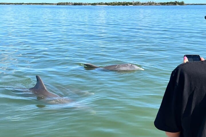 Exploring Marco Island’s Wild Waters: The Best of Marco Island Dolphin Tour Experience photo 6