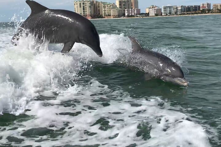Exploring Marco Island’s Wild Waters: The Best of Marco Island Dolphin Tour Experience photo 3